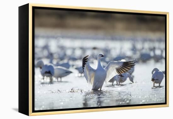 Snow Geese, New Mexico-Paul Souders-Framed Premier Image Canvas