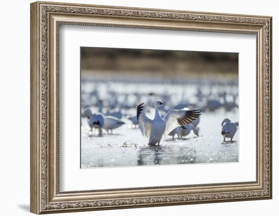 Snow Geese, New Mexico-Paul Souders-Framed Photographic Print