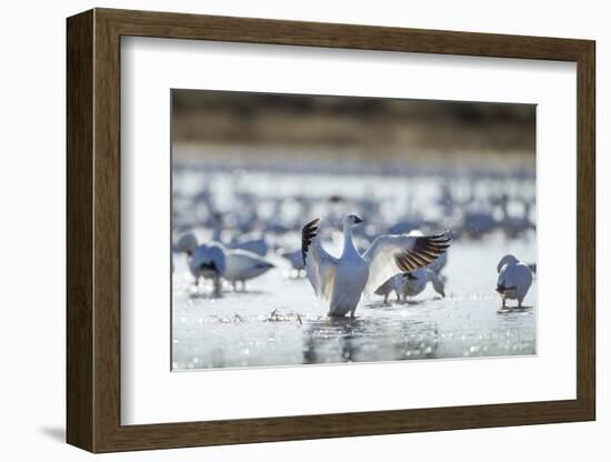 Snow Geese, New Mexico-Paul Souders-Framed Photographic Print