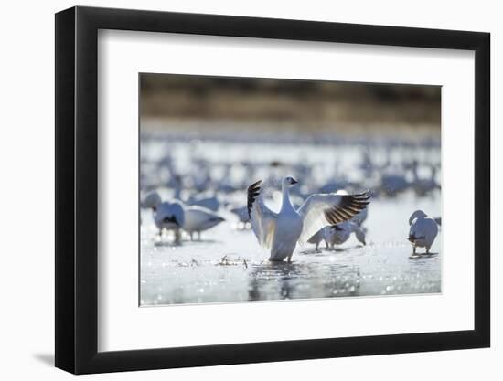 Snow Geese, New Mexico-Paul Souders-Framed Photographic Print