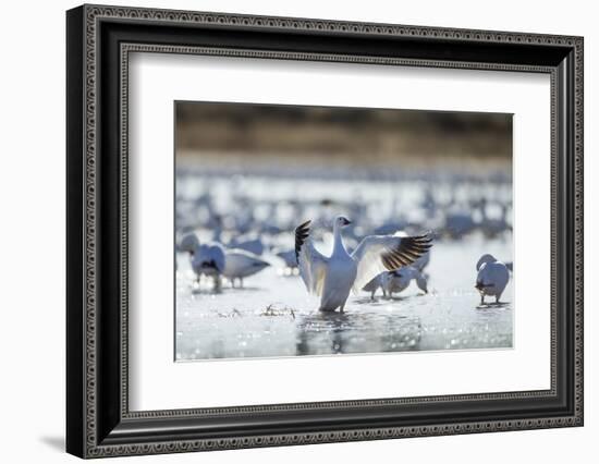 Snow Geese, New Mexico-Paul Souders-Framed Photographic Print