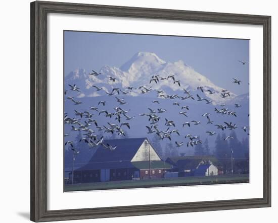Snow Geese, Skagit Valley, Washington, USA-William Sutton-Framed Photographic Print