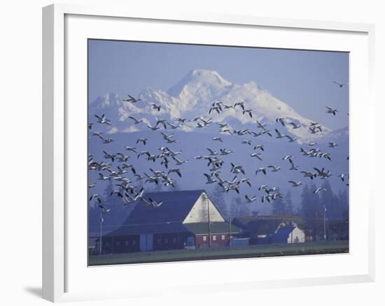 Snow Geese, Skagit Valley, Washington, USA-William Sutton-Framed Photographic Print