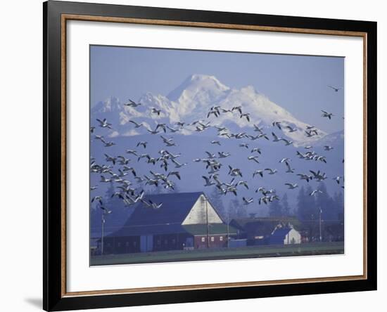 Snow Geese, Skagit Valley, Washington, USA-William Sutton-Framed Photographic Print