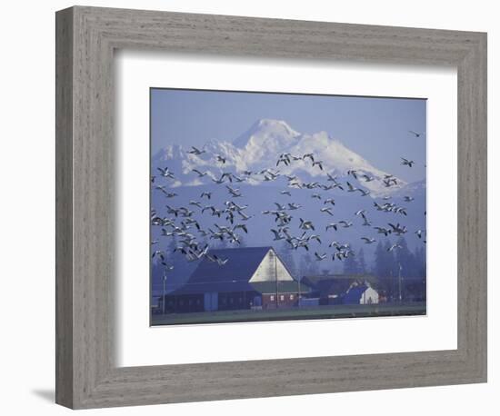 Snow Geese, Skagit Valley, Washington, USA-William Sutton-Framed Photographic Print