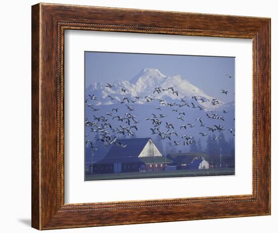 Snow Geese, Skagit Valley, Washington, USA-William Sutton-Framed Photographic Print