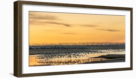 Snow Geese Take Off from Pond at Sunrise During Spring Migration at Freezeout Lake Wma, Montana-Chuck Haney-Framed Photographic Print