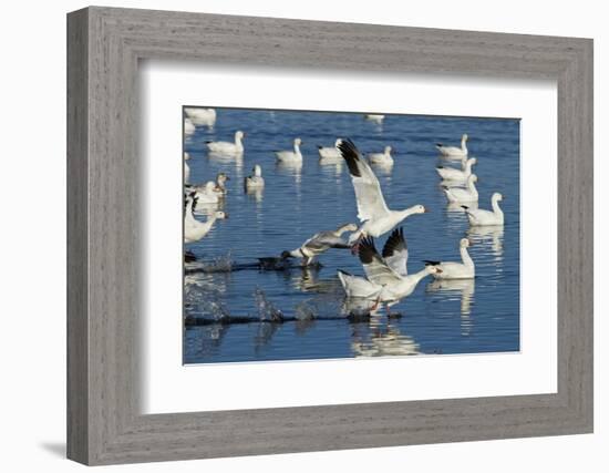 Snow Geese Taking Off, Bosque Del Apache NWR, New Mexico, USA-Larry Ditto-Framed Photographic Print