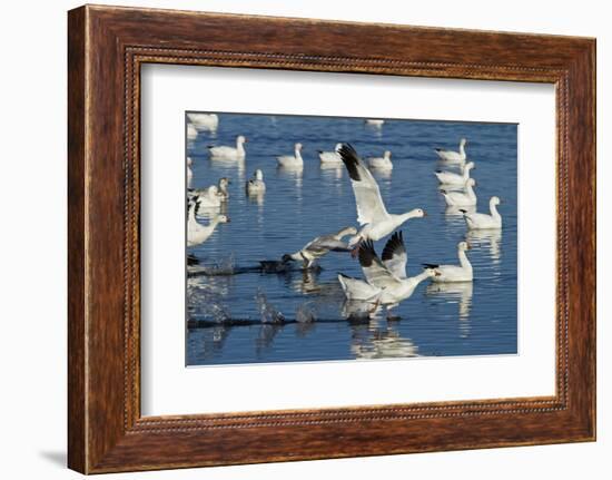 Snow Geese Taking Off, Bosque Del Apache NWR, New Mexico, USA-Larry Ditto-Framed Photographic Print