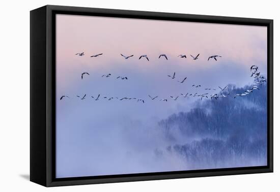 Snow Geese-Austin Li-Framed Premier Image Canvas