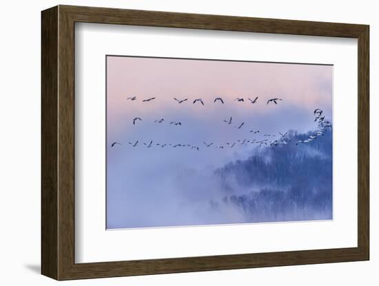 Snow Geese-Austin Li-Framed Photographic Print