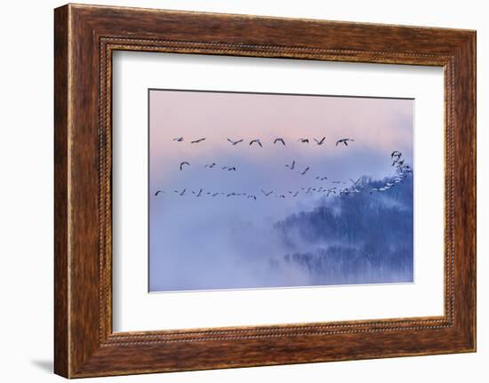 Snow Geese-Austin Li-Framed Photographic Print