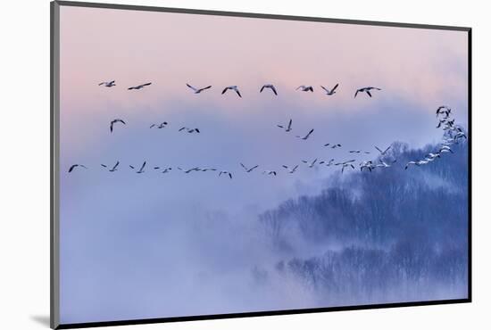 Snow Geese-Austin Li-Mounted Photographic Print