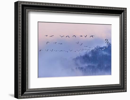 Snow Geese-Austin Li-Framed Photographic Print