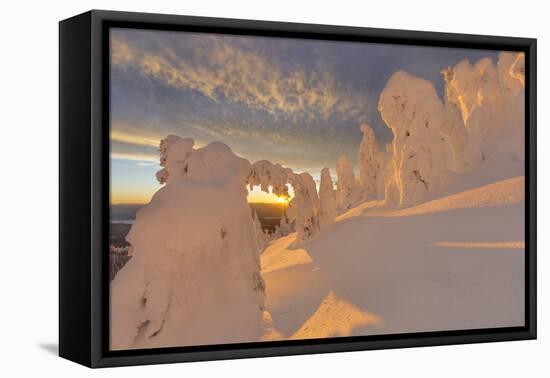 Snow Ghosts in the Whitefish Range, Montana, USA-Chuck Haney-Framed Premier Image Canvas