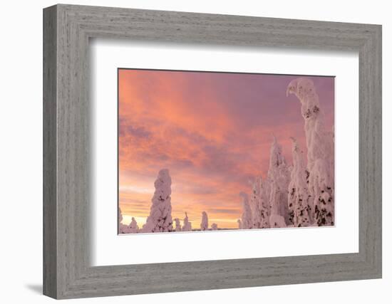 Snow Ghosts in the Whitefish Range, Montana, USA-Chuck Haney-Framed Photographic Print