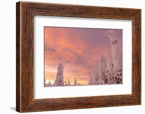 Snow Ghosts in the Whitefish Range, Montana, USA-Chuck Haney-Framed Photographic Print