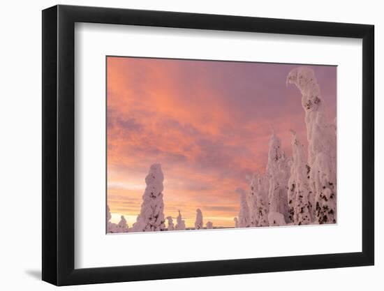 Snow Ghosts in the Whitefish Range, Montana, USA-Chuck Haney-Framed Photographic Print