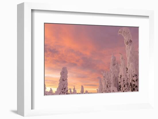 Snow Ghosts in the Whitefish Range, Montana, USA-Chuck Haney-Framed Photographic Print