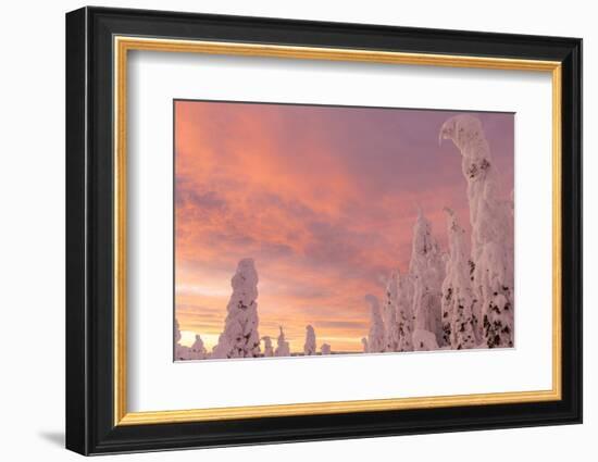 Snow Ghosts in the Whitefish Range, Montana, USA-Chuck Haney-Framed Photographic Print