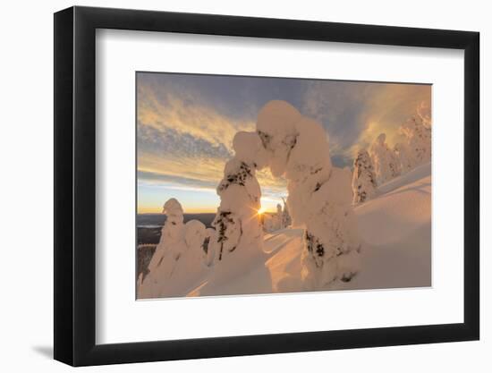 Snow Ghosts in the Whitefish Range, Montana, USA-Chuck Haney-Framed Photographic Print