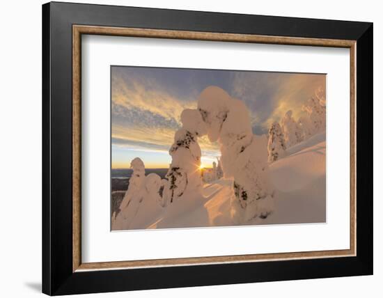 Snow Ghosts in the Whitefish Range, Montana, USA-Chuck Haney-Framed Photographic Print