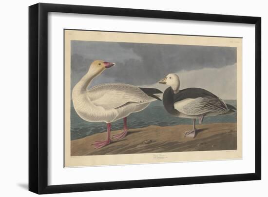 Snow goose, 1837-John James Audubon-Framed Giclee Print