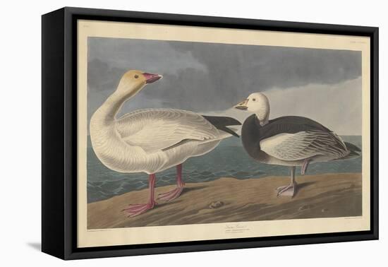 Snow goose, 1837-John James Audubon-Framed Premier Image Canvas