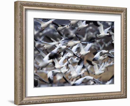 Snow Goose, Anser Caerulescens, Bosque Del Apache, Soccoro, New Mexico, USA-Thorsten Milse-Framed Photographic Print