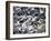 Snow Goose, Anser Caerulescens, Bosque Del Apache, Soccoro, New Mexico, USA-Thorsten Milse-Framed Photographic Print