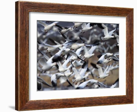 Snow Goose, Anser Caerulescens, Bosque Del Apache, Soccoro, New Mexico, USA-Thorsten Milse-Framed Photographic Print