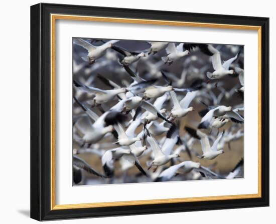 Snow Goose, Anser Caerulescens, Bosque Del Apache, Soccoro, New Mexico, USA-Thorsten Milse-Framed Photographic Print