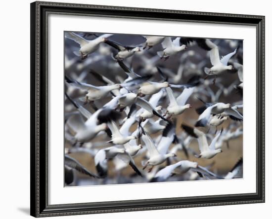 Snow Goose, Anser Caerulescens, Bosque Del Apache, Soccoro, New Mexico, USA-Thorsten Milse-Framed Photographic Print