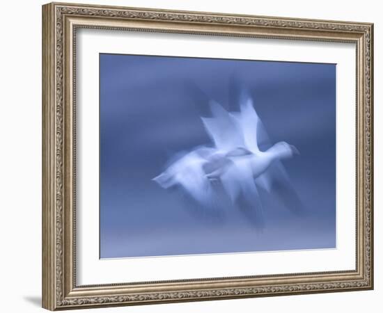 Snow Goose, (Anser Caerulescens), Bosque Del Apache, Soccoro, New Mexico, USA-Thorsten Milse-Framed Photographic Print