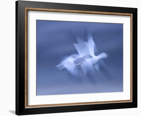 Snow Goose, (Anser Caerulescens), Bosque Del Apache, Soccoro, New Mexico, USA-Thorsten Milse-Framed Photographic Print