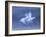 Snow Goose, (Anser Caerulescens), Bosque Del Apache, Soccoro, New Mexico, USA-Thorsten Milse-Framed Photographic Print