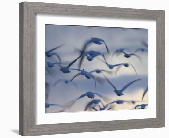 Snow Goose (Anser Caerulescens), Bosque Del Apache, Socorro, New Mexico, USA-Thorsten Milse-Framed Photographic Print