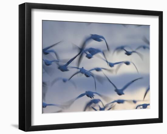 Snow Goose (Anser Caerulescens), Bosque Del Apache, Socorro, New Mexico, USA-Thorsten Milse-Framed Photographic Print