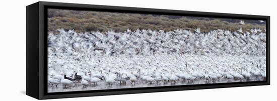 Snow goose (Anser caerulescens) colony in lake, Bosque del Apache National Wildlife Refuge, New...-Panoramic Images-Framed Premier Image Canvas