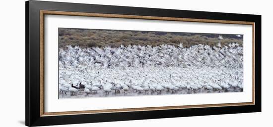 Snow goose (Anser caerulescens) colony in lake, Bosque del Apache National Wildlife Refuge, New...-Panoramic Images-Framed Photographic Print