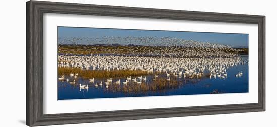 Snow goose (Anser caerulescens) colony, Soccoro, New Mexico, USA-Panoramic Images-Framed Photographic Print