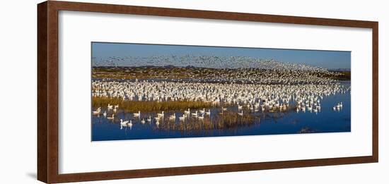 Snow goose (Anser caerulescens) colony, Soccoro, New Mexico, USA-Panoramic Images-Framed Photographic Print