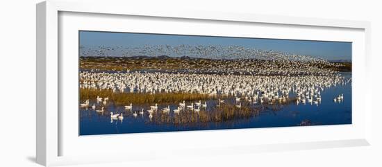 Snow goose (Anser caerulescens) colony, Soccoro, New Mexico, USA-Panoramic Images-Framed Photographic Print