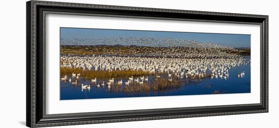 Snow goose (Anser caerulescens) colony, Soccoro, New Mexico, USA-Panoramic Images-Framed Photographic Print