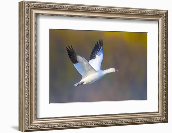 Snow goose (Anser caerulescens) during flight, Soccoro, New Mexico, USA-Panoramic Images-Framed Photographic Print