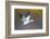 Snow goose (Anser caerulescens) during flight, Soccoro, New Mexico, USA-Panoramic Images-Framed Photographic Print