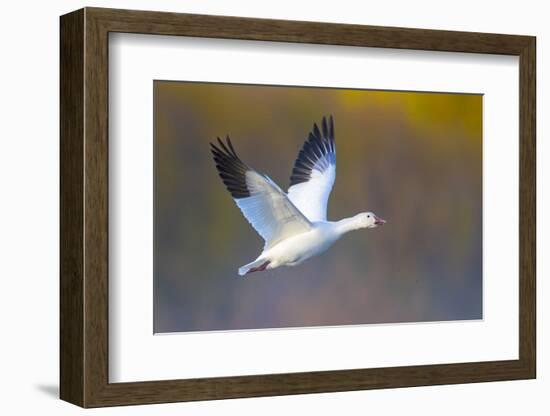 Snow goose (Anser caerulescens) during flight, Soccoro, New Mexico, USA-Panoramic Images-Framed Photographic Print