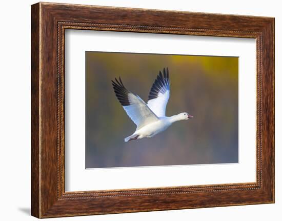 Snow goose (Anser caerulescens) during flight, Soccoro, New Mexico, USA-Panoramic Images-Framed Photographic Print