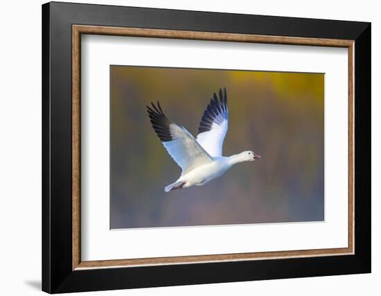 Snow goose (Anser caerulescens) during flight, Soccoro, New Mexico, USA-Panoramic Images-Framed Photographic Print