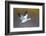 Snow goose (Anser caerulescens) during flight, Soccoro, New Mexico, USA-Panoramic Images-Framed Photographic Print